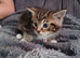 Beautiful cross kittens