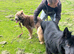 German shepherd puppies
