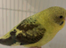 Baby black wing budgies