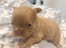 6 beautiful French bulldog puppies