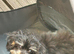 Cockapoo x Shitzu