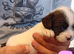Tiniest Jackapooshih pups available
