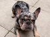 Beautiful merle frenchie male