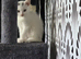 Female kitten white with two black spots on head