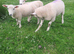 Lleyn Purebred Ram Lambs 12 Weeks Old