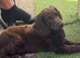 READY NOW doxiepoo pups 1x Girl 2x males