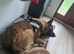 German Shepherd Puppies- Outstanding Quality & Loyal Companions