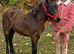 Bay Dartmoor filly