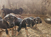 Bloodhound dog pups available