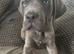 Puppys for sale