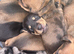 Beautiful baby puppies