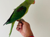 Hand reared alexandrine for sale