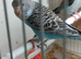 Budgies bw split bf split bw