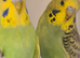 Lovely budgies