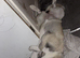 4 month old american akita