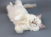 Stunning & Affectionate Ragdoll Boys &ndash; Toffee & Coffee