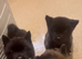 Akita pups