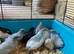 Pol Chinese painted quail
