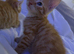 4 ginger kittens ready for rehoming
