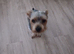 Beautiful male Yorkshire terrior