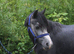 4yr 11.2hh old sec a mare