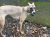 Whippet cross greyhound