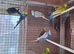 Exhibition Budgerigars for sale