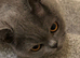 Pedigree British short hair cat 3 -4 year old