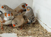 Male & female birds aviary bred 2026