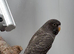 Blackface blackwing young budgie
