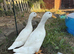 Cherry valley ducks for sale