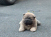Kc registered chow chow puppies