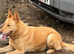 Female German shepherd