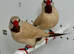 Beautiful pair of Isabel Shaft tail grass finches