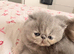 Stunning Persian Kittens