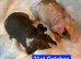 Skinny Pig Boars