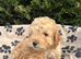 1 beautiful apricot f1 cockapoo boy available