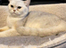 Full white cat looking for a forever home