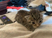 Kittens ready 1st week in June