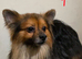 Adult Dogs Looking for Their Forever Homes