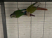 Conure (read entire description )