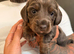 3 beautiful dachshund puppies