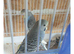 budgies for sale