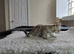 Female snow Bengal kitten