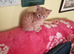 Ginger tabby kittens