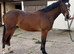 Stunning Connemara Gelding!