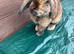 Male mini lop for sale