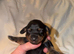 Miniature dachshunds