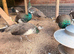 Lots of peahens and peacocks ready to go to new homes.