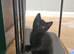 Beautiful kittens